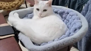 My cat claimed it: Cat Hammock - Deskly